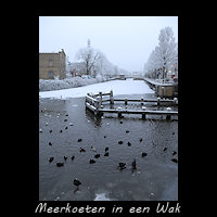 Meerkoeten in een Wak