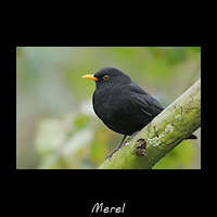 Merel, Turdus merula