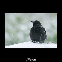 Merel, Turdus merula