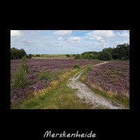 Merskenheide, Heide en Woeste gronden