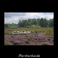 Bloei op de Merskenheide