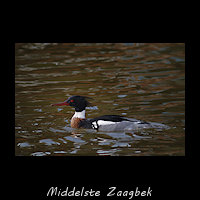 Middelste Zaagbek, Mergus serrator
