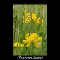 Moerasrolklaver, Lotus pedunculatus