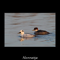 Nonnetje, Mergellus albellus
