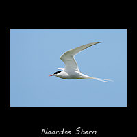 Noordse Stern, Sterna paradisaea