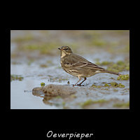 Oeverpieper, Anthus petrosus