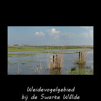 Weidevogelgebied bij de Swarte W�lde