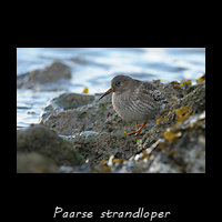 Paarse strandloper, Calidris maritima