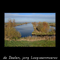 Laagveenmoeras met jonge Petgaten