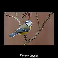 Pimpelmees