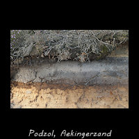 Podzol, Aekingerzand