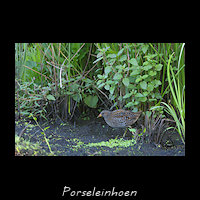 Porseleinhoen, Porzana porzana