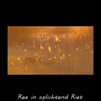 Ree met Rietpluimpjes
