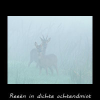 Ree�n in de Mist