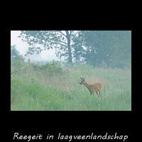 Reegeit in een landschap