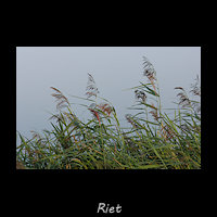 Riet, Phragmites australis