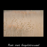 Rietland met Gagelstruweel en Kamperfoelie