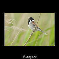 Rietgors, Emberiza schoeniclus