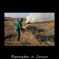 Rietsnijden januari 2009