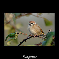 Ringmus, Passer montanus