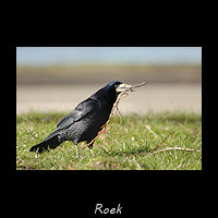 Roek, Corvus frugilegus