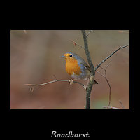 Roodborst, Erithacus rubecula
