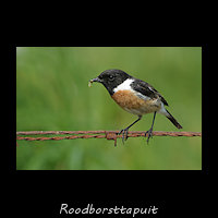 Roodborsttapuit, Saxicola rubicola