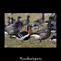 Roodhalsgans, Branta ruficollis