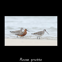 Rosse grutto, Limosa lapponica