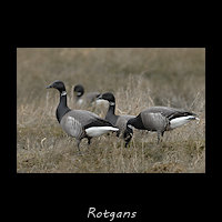 Rotgans, Branta bernicla