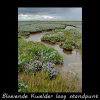 Bloeiende kwelder met Lamsoor