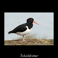 Scholekster, Haematopus ostralegus