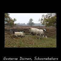 Schoonebekers - Gasterse Duinen