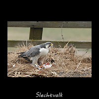 Slechtvalk, Falco peregrinus