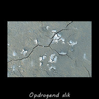 Detail van opdrogend slik