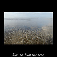 Kiezelwieren op het Wad bij Wierum