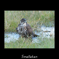 Smelleken, Falco columbarius