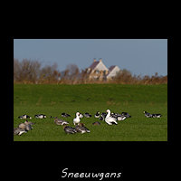 Sneeuwgans, Anser caerulescens