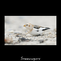Sneeuwgors, Plectrophenax nivalis