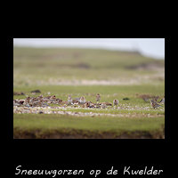Foeragerende Sneeuwgorzen