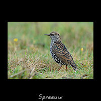 Spreeuw, Sturnus vulgaris