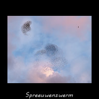 Spreeuwenzwerm