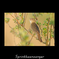 Sprinkhaanzanger, Locustella naevia