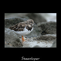 Steenloper, Arenaria interpres