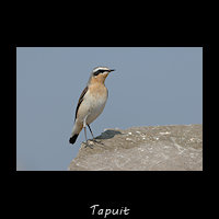 Tapuit, Oenanthe oenanthe