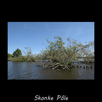 Skonke P�le