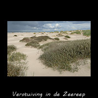 Duinvorming met Kruipwilg in het Beetwortelduin