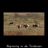 Begrazing van de duinen in de omgeving van de Takkekooi