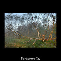De Berkenvallei op Terschelling