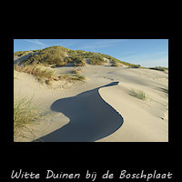 Witte duinen aan het begin van de Boschplaat